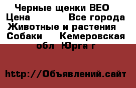 Черные щенки ВЕО › Цена ­ 5 000 - Все города Животные и растения » Собаки   . Кемеровская обл.,Юрга г.